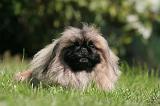 PEKINOIS 162